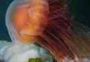 Jellyfish lion mane, ő - moisy cyan
